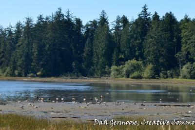 Nehalem Bay